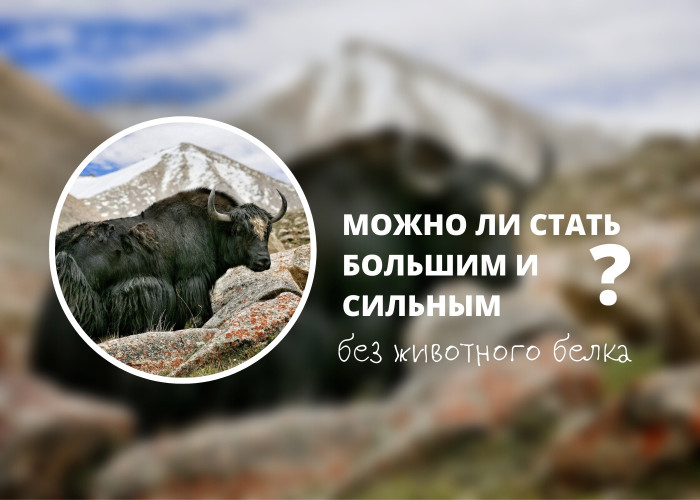 Можно ли сбалансированно питаться без животного белка?